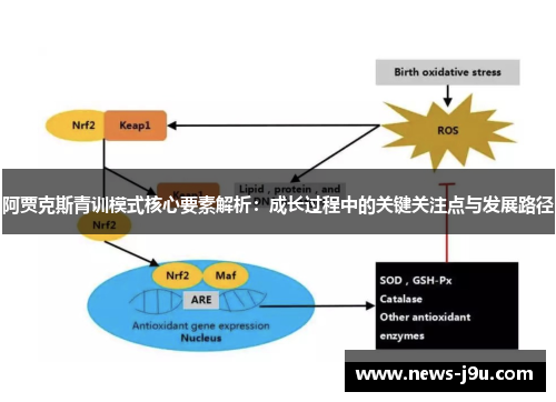 阿贾克斯青训模式核心要素解析：成长过程中的关键关注点与发展路径